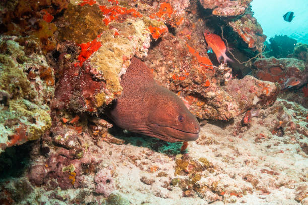 istock Underwater shot of moray eel in coral reef 1222955862
