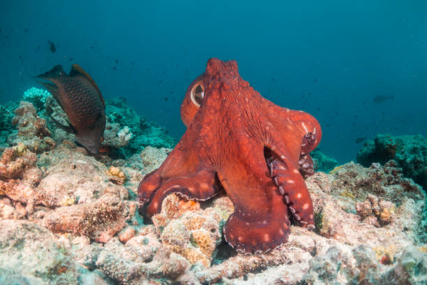 Underwater shot of octopus on top of the reef Underwater image of an octopus among coral reef scorpionfish photos stock pictures, royalty-free photos & images