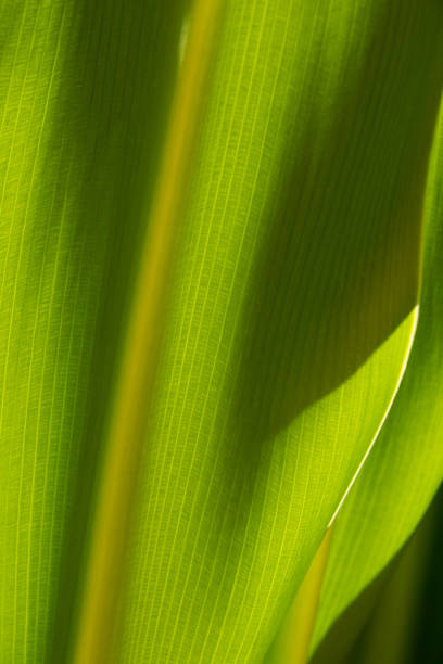 istock The line on the tropical climate leaf. 1222956080
