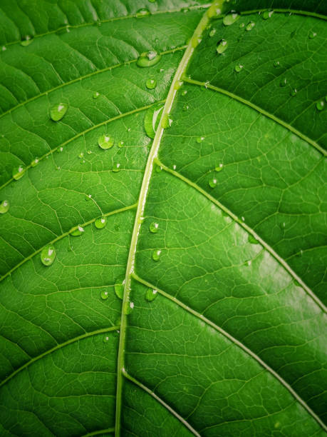 Texture and plant Waterdrops on green leaves Stock photo leaf vein photos stock pictures, royalty-free photos & images
