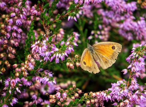 A Gatekeeper butterfly perches amongst pink heather.