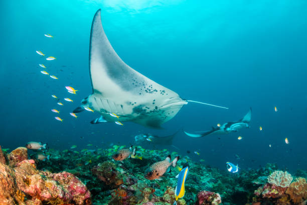 mantarocheschwimmen in freier wildbahn in klarem blauem wasser - manta ray stock-fotos und bilder