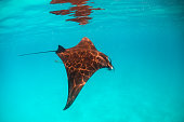 mantarocheschwimmen-in-freier-wildbahn-in-klarem-blauem-wasser.jpg?b=1&s=170x170&k=20&c=HBBXzQ2yU3k7Wq4LMghgxx0xiyI-jwDTOAYsBJEacNk=