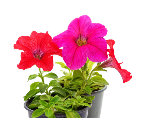 istock Colorful petunia in the pot. 1222958860