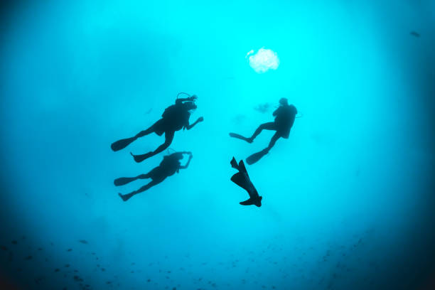 istock Underwater diver silhouette shot facing up to the surface 1222958983