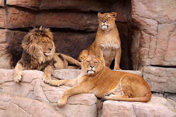 istock Pride of lions 122295973