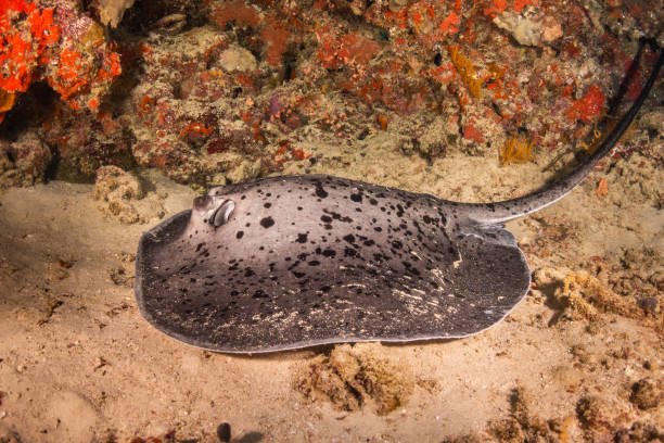 istock Stingray resting on ocean floor among coral reef 1222959887
