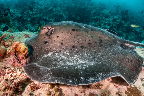 istock Stingray resting on ocean floor among coral reef 1222959896