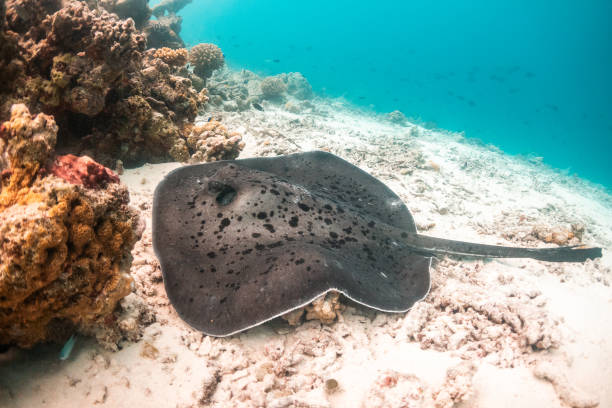 istock Stingray resting on ocean floor among coral reef 1222959909