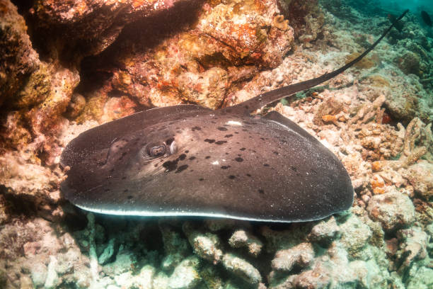 istock Stingray resting on ocean floor among coral reef 1222959917