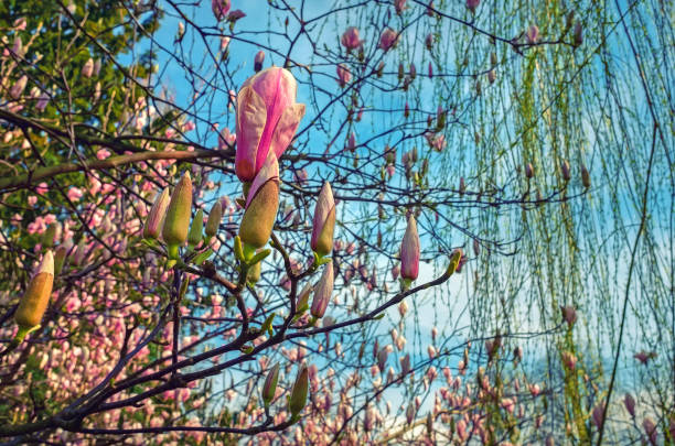 Beautiful magnolia flower blooming in spring Springtime and flowers in full bloom park leaf flower head saturated color stock pictures, royalty-free photos & images