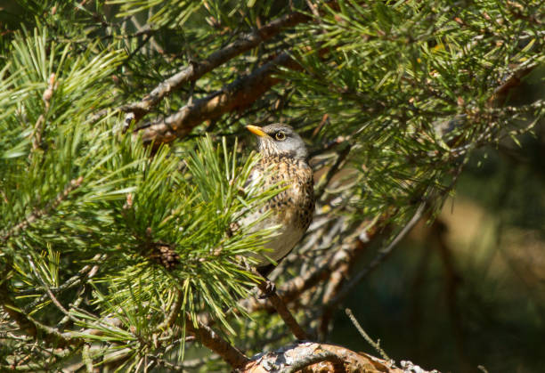 istock Fieldfare (Turdus pilaris) sits on branch of pine tree 1222961462