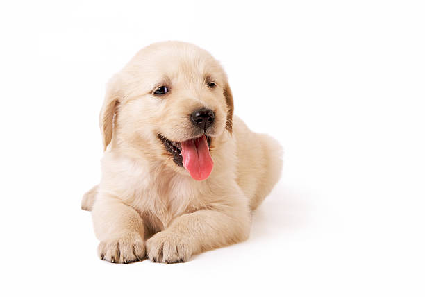 istock Golden Retriever Puppy 122296176