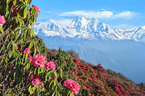 View of Himalayan mountain range with rhododendrons in foreground