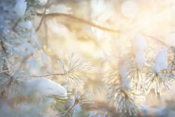 Photo of The young green fir tree branch, needles close-up. Coniferous forest at sunset. Golden evening sunlight. Lapland, Finland