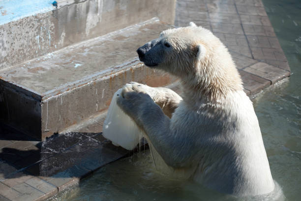 istock polar bear in water in the zoo 1222963058