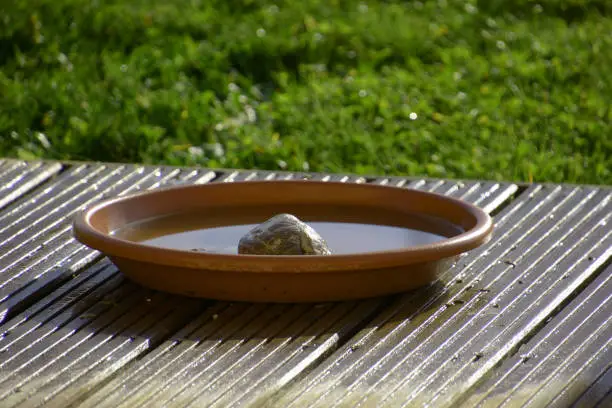 terrace with simple birdbath