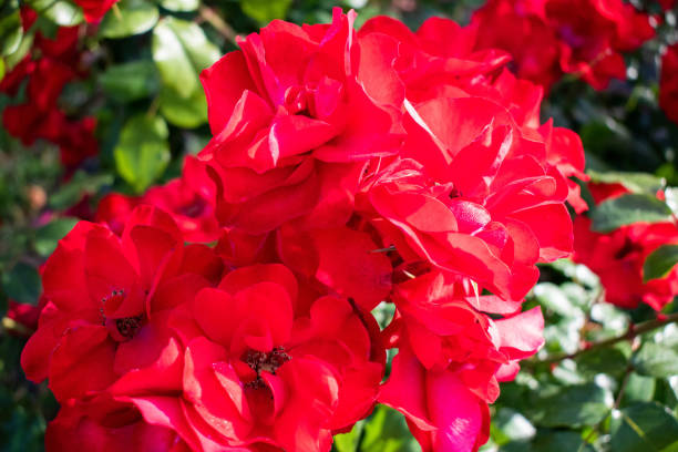 istock Red flower with dew close-Plan green leaves 1222964147