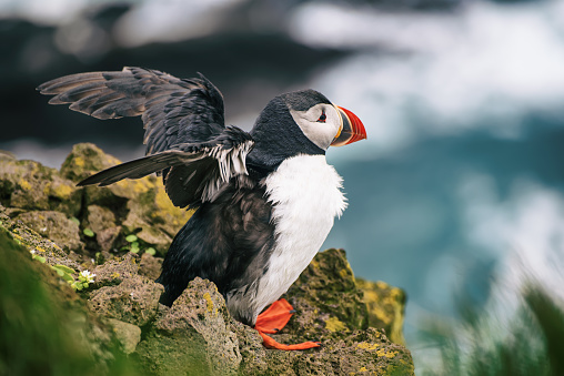 Single Atlantic puffin bird spread his wings while standing on the rock over the sea. Animal outdoor background