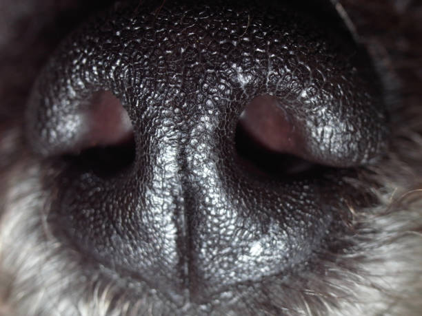 istock Macro close up of grey colored poodle dog nose 1222964772