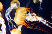 Pacific sea nettle swimming in aquarium