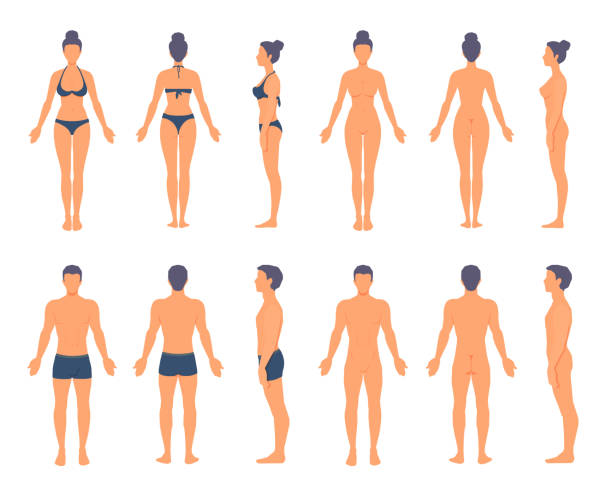 anatomia ludzi. atletyczny mężczyzna i kobieta stojący na całej długości bez twarzy. widok z przodu, z boku, z tyłu. - torso stock illustrations