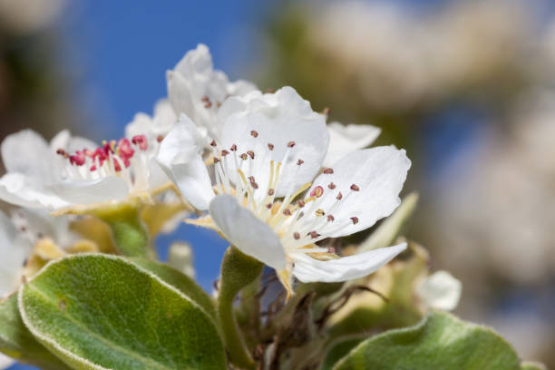 Pear blossom stock photo