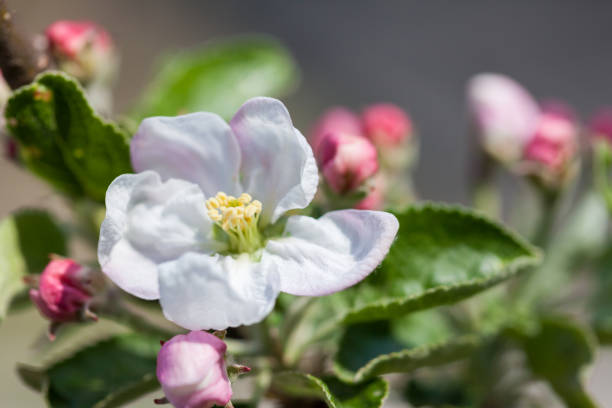 Flowering apple tree stock photo