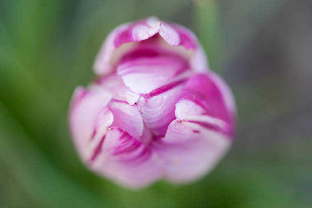 Tulip bud stock photo