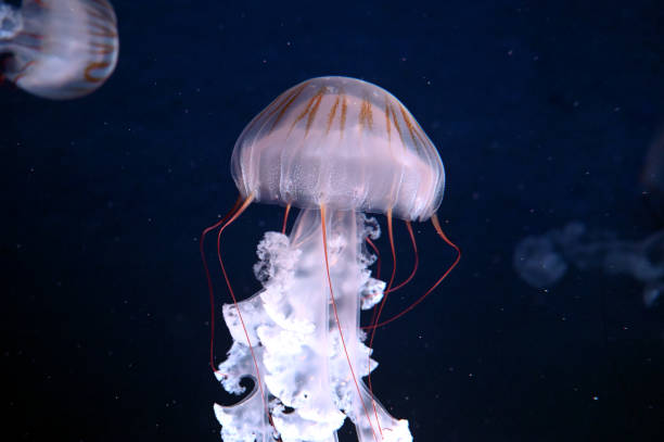 istock Chrysaora plocamia swimming in aquarium 1222967843