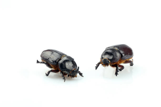 close-up of a rhinoceros beetle separated on a white background. female and male of the european rhinoceros beetle (oryctes nasicornis) - nasicornis imagens e fotografias de stock