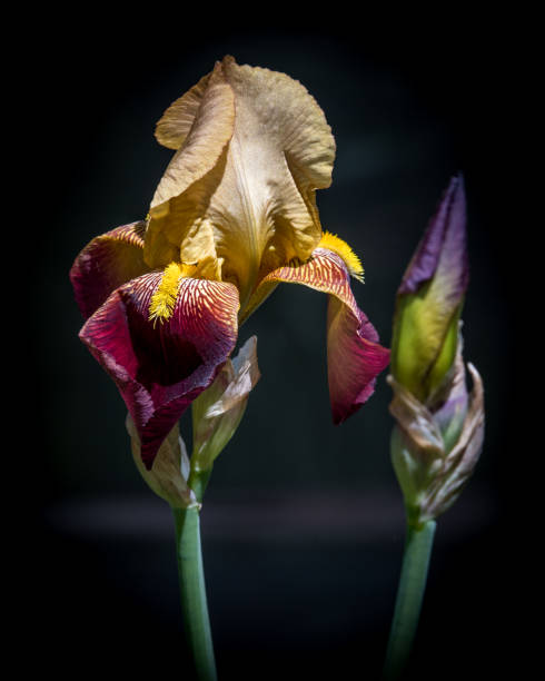 istock Iris Beautiful flowers in the garden 1222968634