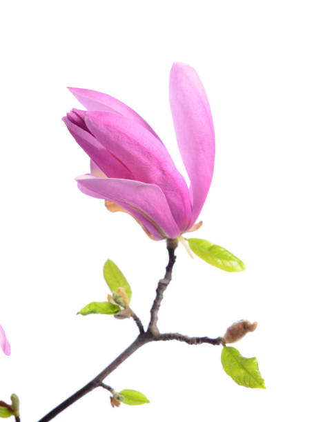 istock Beautiful delicate purple magnolia close up isolated on white background 1222969882