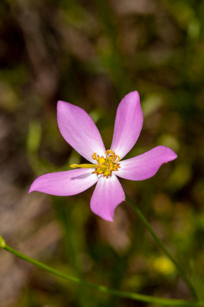 istock Single Marsh Pink bloom with long wound pistil surrounded by anthers 1222971040