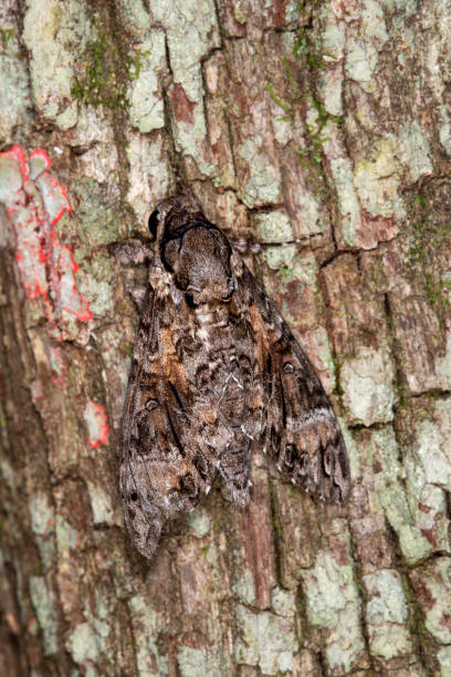 istock View from above of Pink-spotted hawkmoth on oak with Lichens 1222971152