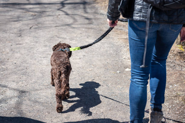 istock Woman walking a dog outside 1222971405