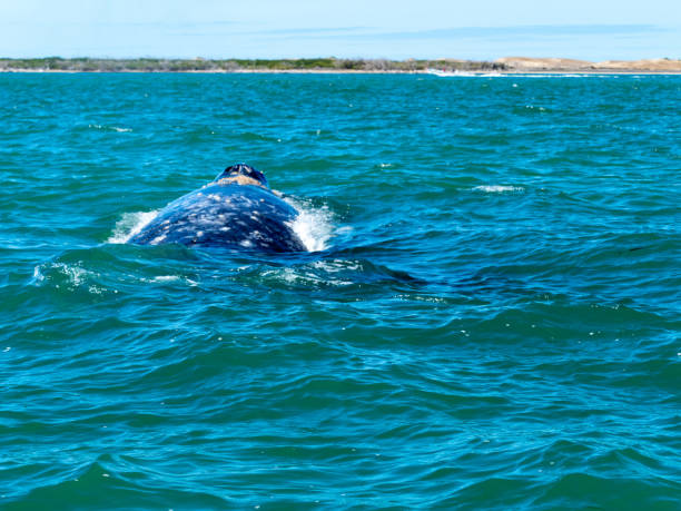 istock Gray whale swimming away 1222972423