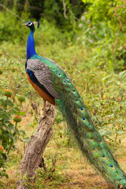 istock Peacock in the Yala National Park, Sri Lanka. 1222972829