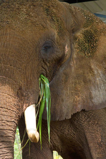 istock Closeup of an African elephant eating grass. 1222972844
