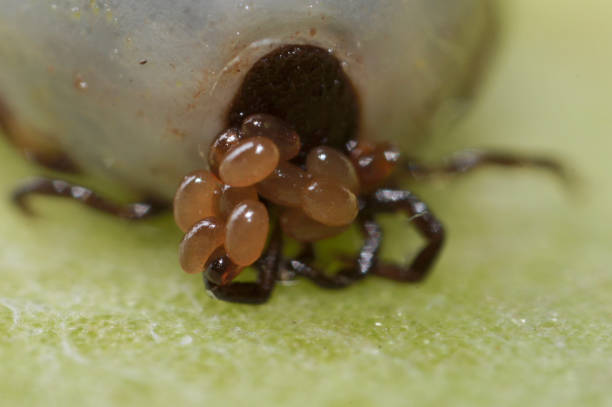 Super macro close up of female tick (Ixodes scapularis) carrying freshly laid eggs around with her mouth stock photo