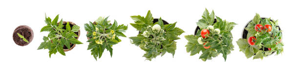 étapes de croissance des plantes. cycle de vie d’une tomate - germe, feuille, fleur et fruits. tomates en pot cultivées à la maison isolées sur blanc. vue du haut. - plant size photos et images de collection