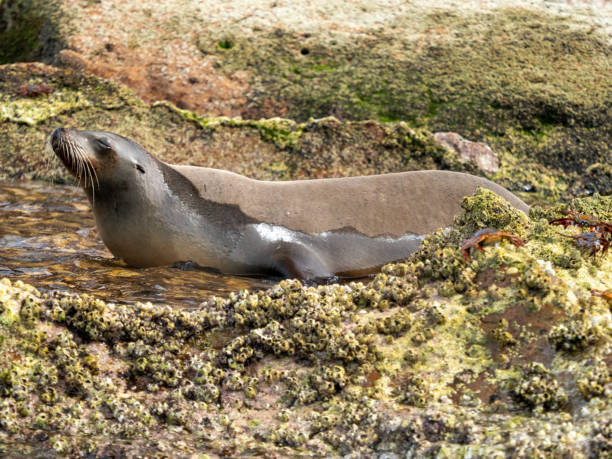 istock Sea lion in a tide pool 1222974672