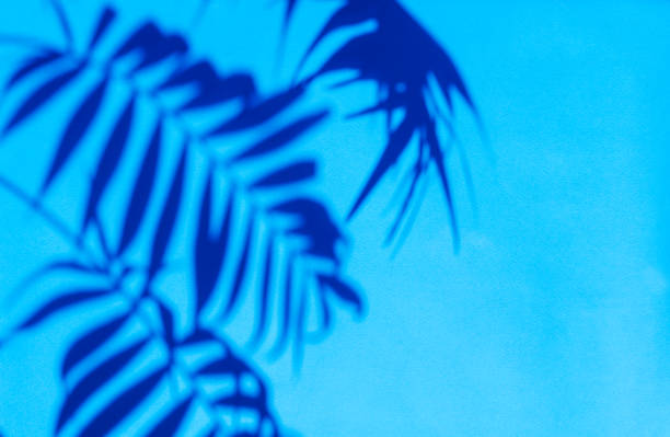 istock sun shade palm leaf on a blue background 1222974693
