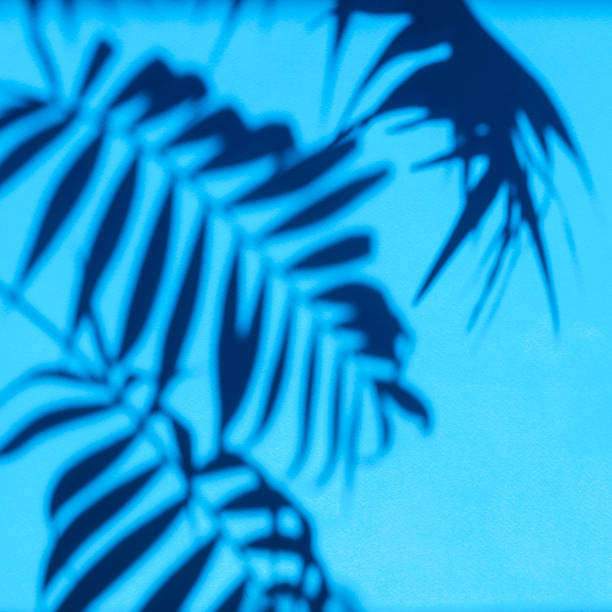 istock sun shade palm leaf on a blue background 1222974724