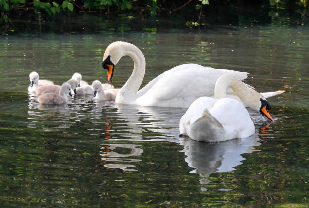 istock Newborn cygnets mute swans on Mitcham Pond 1222974750