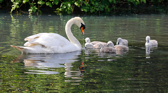 A female mute swan and her three cygnets atop a calm lake on a sunny summer day in Toronto, Ontario, Canada.