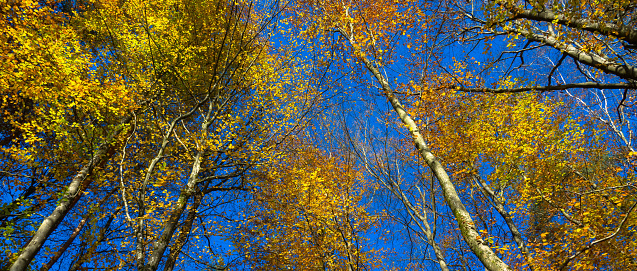 Birch trees top view from below. Tree crowns with young green foliage from below. Tree trunks looking up on the blue sky background.