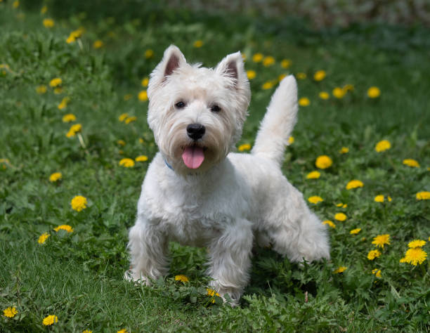 Portrait of a little white dog in spring or summer. Animals - dogs west highland white terrier stock pictures, royalty-free photos & images