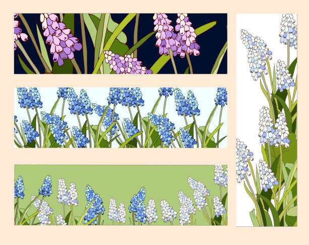 Spring bookmarks with wildflowers Muscari latifolium. Bright vector banner with hand-drawn illustration. Spring bookmarks with wildflowers Muscari latifolium. Bright vector banner with hand-drawn illustration. muscari latifolium stock illustrations