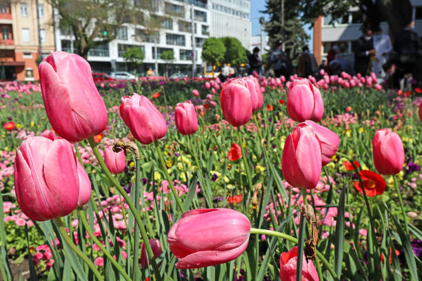 istock Pink tulips in the city park spring time 1222975433